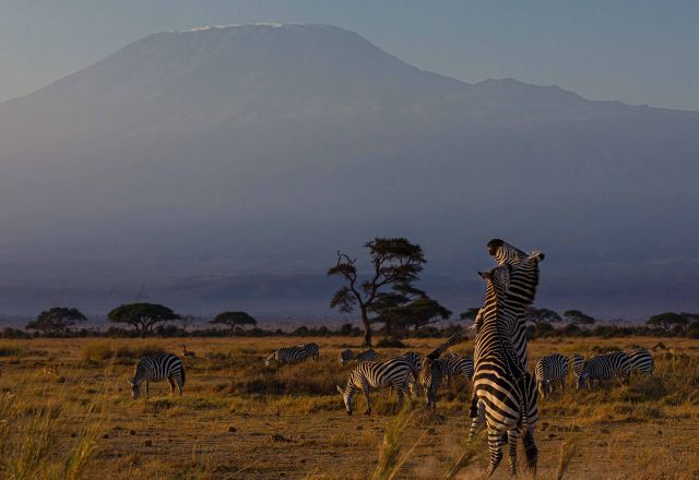 Im Schatten des Kilimanjaro