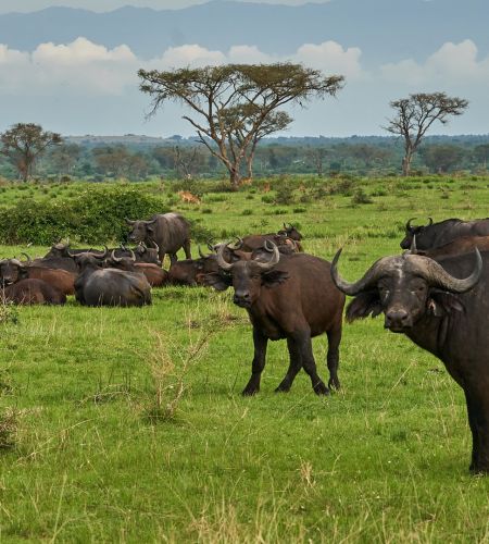 Büffel im Katavi Nationalpark