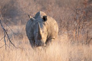 Nashorn